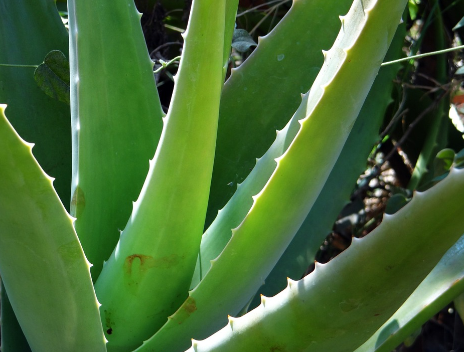 Aloe vera