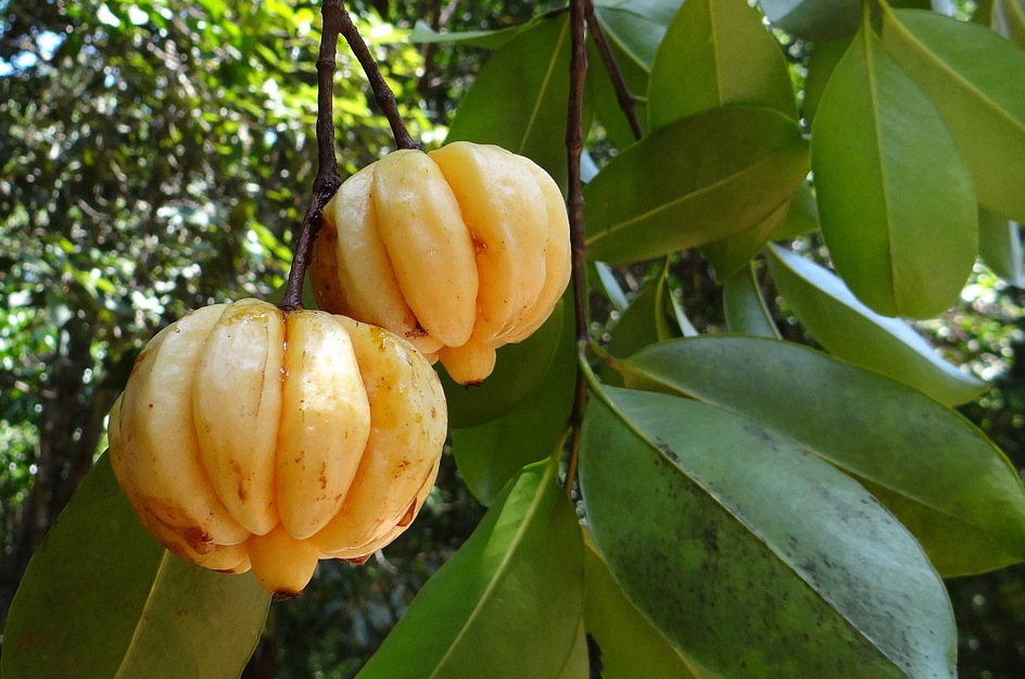 cambogia